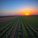 Prawo zmniejszających się przychodów z rolnictwa